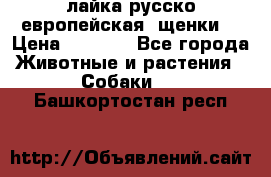 лайка русско-европейская (щенки) › Цена ­ 5 000 - Все города Животные и растения » Собаки   . Башкортостан респ.